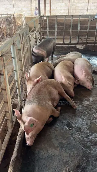 Live Pigs for Sale 50 Kg - 120 Kg (30ghs/Kg)
