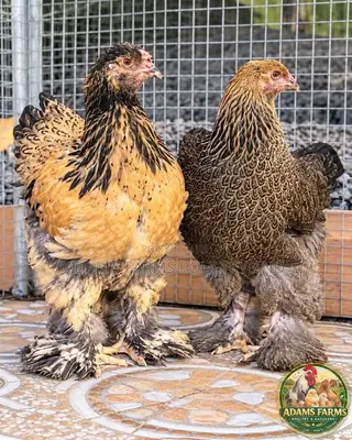 5 Months Old Brahma Females - Different Colors Available