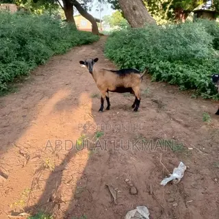 Nice Goat Seller