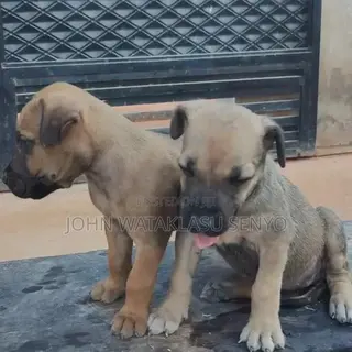 1-3 months Male Purebred Boerboel