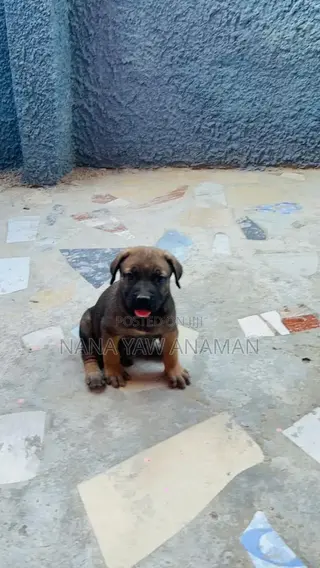 1-3 months Male Purebred Boerboel
