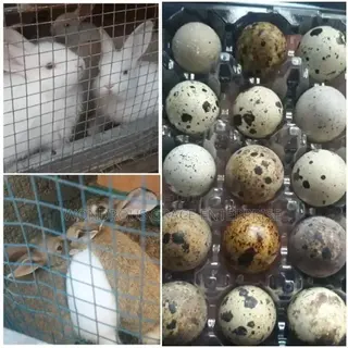 Baby Rabbits and Quail Eggs for Sale at Affordable Prices