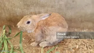 Very Active and Healthy Rabbits