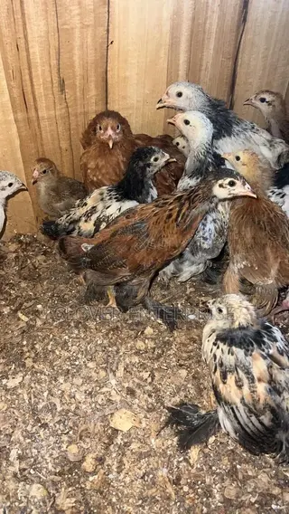 Purebreed Brahma One Month Old