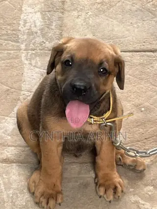1-3 months Male Purebred Boerboel