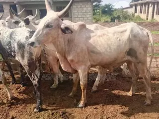 Cow Meat Food