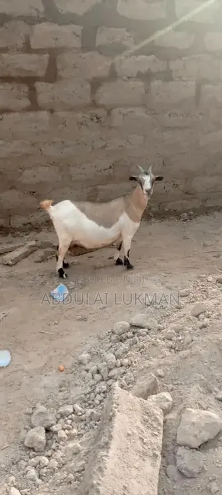 Nice Goat Seller