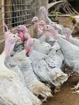 6 Months + Male Blueslate Turkeys