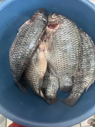 Fresh Tilapia Available in All