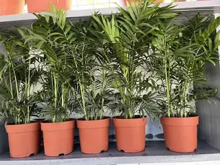 Palour Palm for Sale