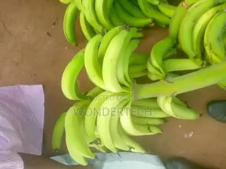 Egg and Meat,Cassava and Maize Farm Produce Large Quantities