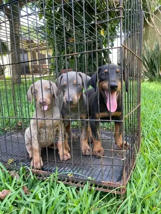 1-3 months Male Purebred Doberman Pinscher