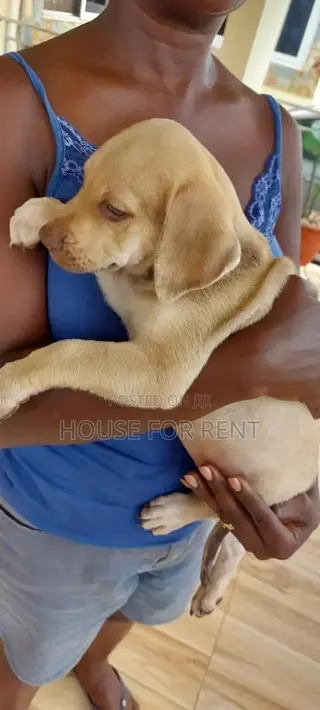 1-3 months Female Purebred Labrador Retriever