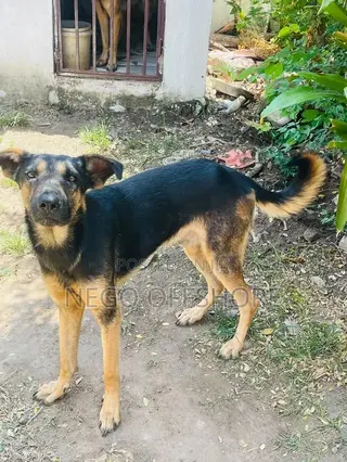 6-12 months Male Mixed Breed German Shepherd