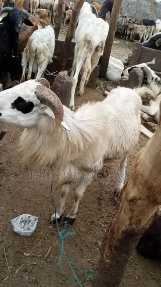 Affordable Sheep