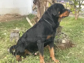 1+ year Male Purebred Rottweiler