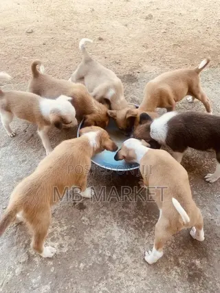 0-1 month Male Mixed Breed Labrador Retriever