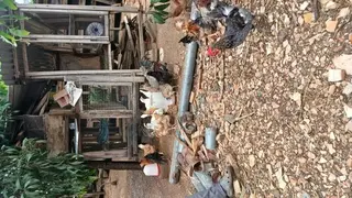 2026 Broilers and Chickens