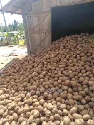 Dry De- Husked Coconuts