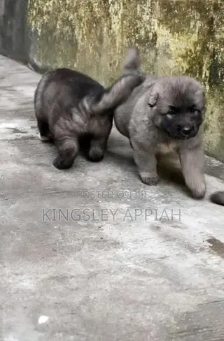 1-3 months Male Purebred Caucasian Shepherd