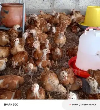 Sasso Month Old Chicks