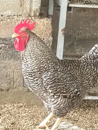 Poultry Farming, Chicken and Eggs