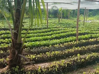 Quality Cocoa Seedlings for Sale