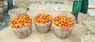 Freshly Harvested Tomatoes