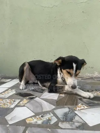 6-12 months Male Mixed Breed Mongrel (No Breed)