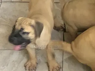 1-3 months Female Purebred Bullmastiff