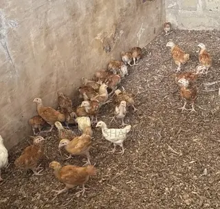 Sasso Chicks Day Old Chicks/ 3 Weeks