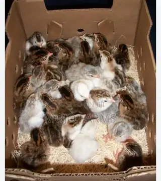 Helmet Guinea Fowl Kids.
