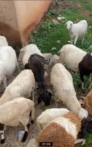 Nasarah Animals