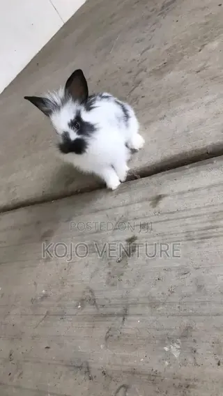 3 Months Old Lionhead Rabbits