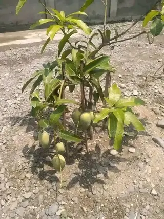 Grafted Mango