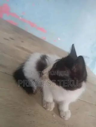 1-3 months Male Purebred Cat
