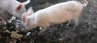Pigs
