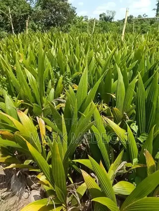 Coconut Seedlings for Sale