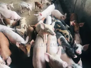 All Breed Females Pigs for Breeding