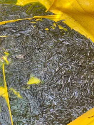 Juvinals Fish