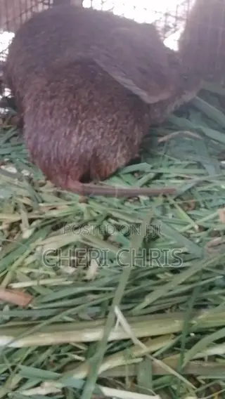 Grasscutters
