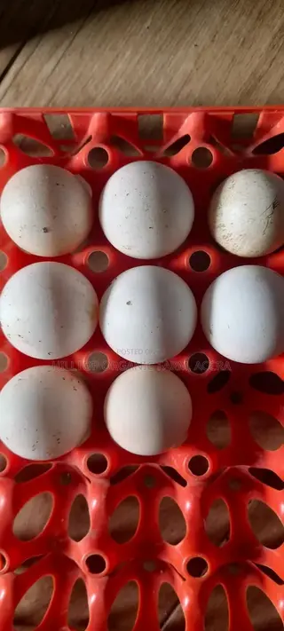 Guinea Fowls Fertile Eggs and Chicks for Sale (Hybrid and Foreign)