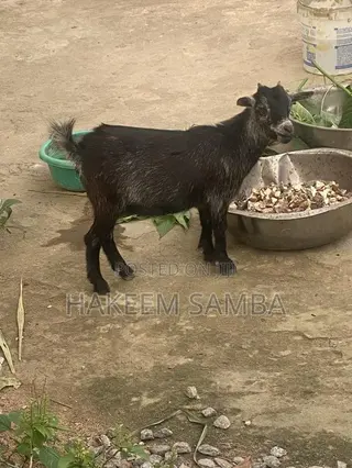 Healthy African Dwarf Female Goat