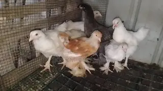 Brahma Chicken Available for Sale