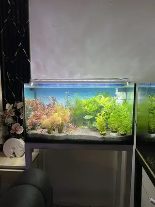 Natural Tank Aquarium