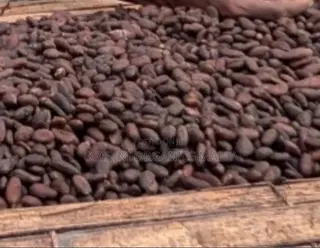 Black Pod Cocoa Beans (Abinkyi)