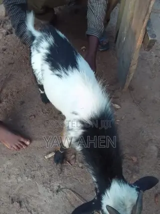 Goat for Sell