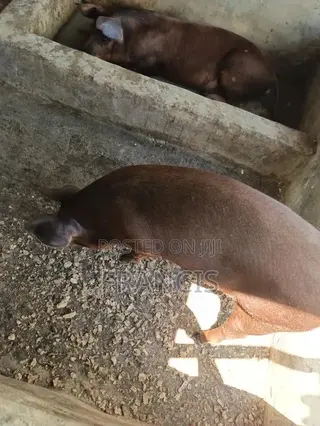 Duroc Ready to Be Crossed and Male