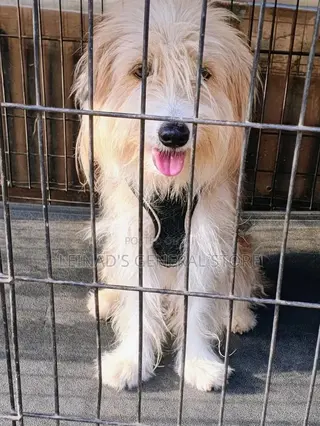 1+ year Male Mixed Breed Dog