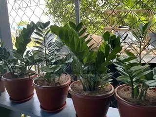 Indoor Plants for Sale